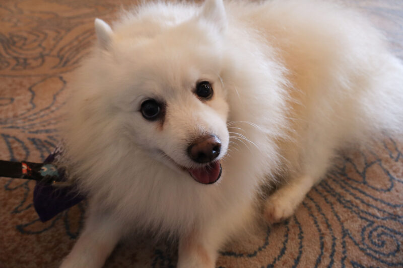 Boomer, a Japanese Spitz therapy dog, lays down for a picture at the Titania K9 Fund "Wanted: Wild West" Gala at the Sand Canyon Country Club in Canyon Country, Sunday, Oct. 5, 2025. Kamryn Martell/The Signal