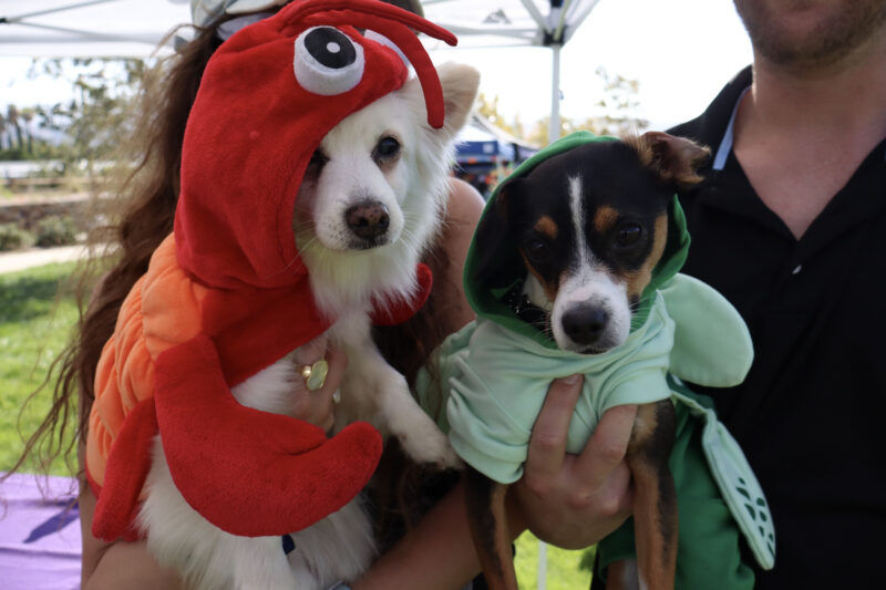 Desi (L), dresses as a lobster, and Lola (R) dresses up as a sea turtle at the American Cancer Society's Bark For Life "Howl-O-Ween" event at the Canyon Country Community Center in Canyon Country, Calif., Sunday, Oct. 26, 2025. Kamryn Martell/The Signal