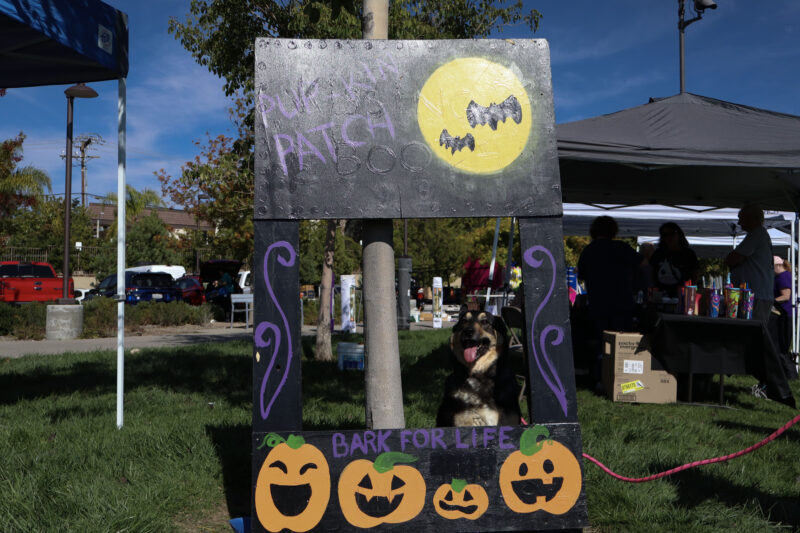 Anubis gets ready for her close up in the "Pupkin Patch" frame at the American Cancer Society's Bark For Life "Howl-O-Ween" event at the Canyon Country Community Center in Canyon Country, Calif., Sunday, Oct. 26, 2025. Kamryn Martell/The Signal