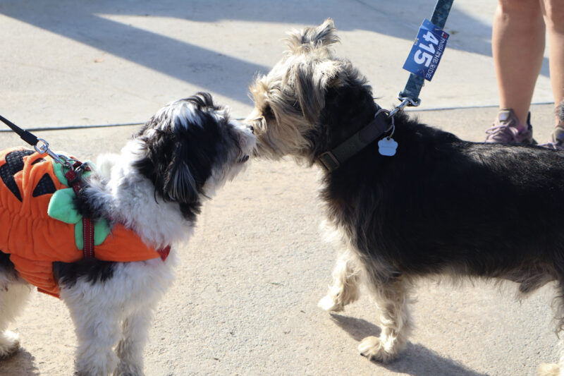 Avocado (L) and Arthur (R) hang out together before the puppy run at the "Finish the Ride and Finish the Run" event at West Creek Park in Valencia, Calif., Sunday, Oct. 26, 2025. Kamryn Martell/The Signal