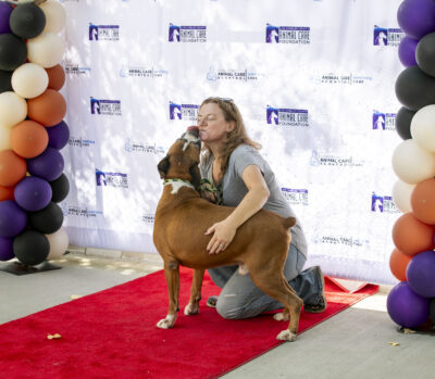 Guests celebrated adopting dogs from the Castaic Animal Care Center during the Trunk-or-Treat Animal Adoption Event on Saturday, Oct. 25, 2025. Habeba Mostafa/ The Signal