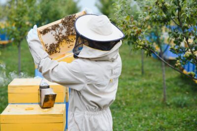 The Valley Hive offers six-week beekeeping courses, online programs, and partnerships with the Los Angeles County Beekeepers Association ©ADOBESTOCK