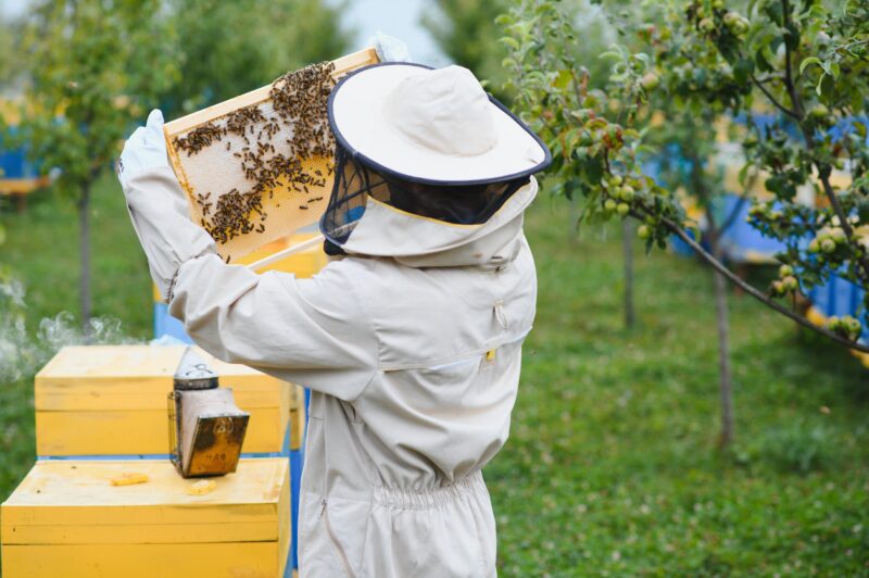 The Valley Hive offers six-week beekeeping courses, online programs, and partnerships with the Los Angeles County Beekeepers Association ©ADOBESTOCK