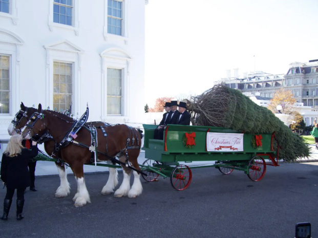 The White House Christmas Tree arrives at 1600 Pennsylvania Ave. in Washington on Nov. 24, 2025. Photo by Travis Gillmore.