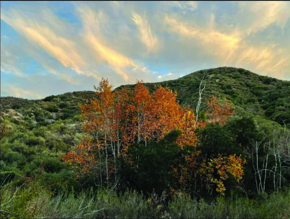Placerita Canyon State Park doesn’t offer a New England fall color explosion, however you should still be able to enjoy some colors sprinkled among the evergreens. PHOTO COURTESY PLACERITA CANYON STATE PARK