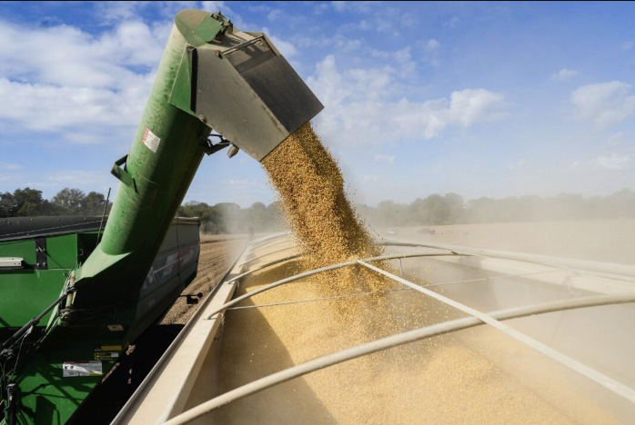 A combine unloads soybeans into a truck in Tallahatchie County, Miss., on Oct. 4, 2025. Photo by Samira Bouaou.