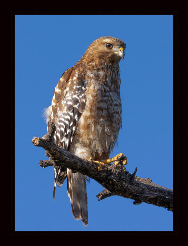 “Circle of Life,” a solo photography exhibition by Jayme Sun Thomas, is on view at the Santa Clarita Public Library Valencia Branch through Wednesday, Jan. 28. Courtesy photo.