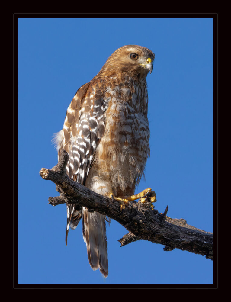 Read more about the article Valencia Library hosts photo exhibit, ‘Circle of Life’ 