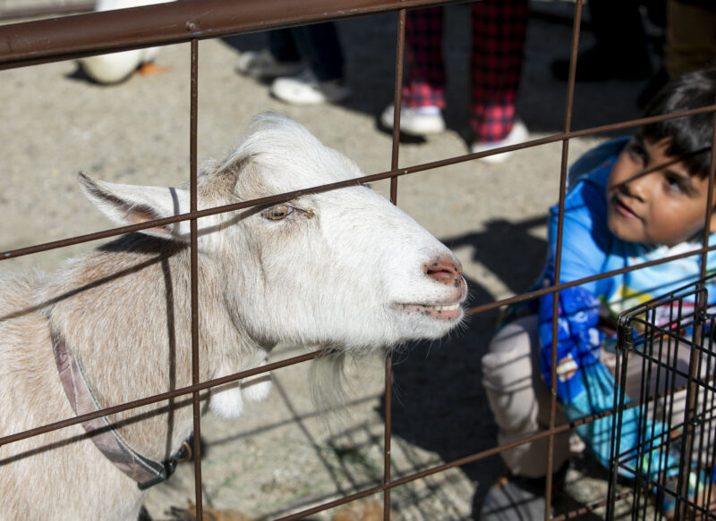 Attendees could enjoy the petting zoo, which entailed animals such as ducks, pigs and goats, during the 20th annual "Festividad for Christ" event at Faith Community Church on Dec. 20, 2025. Habeba Mostafa/ The Signal