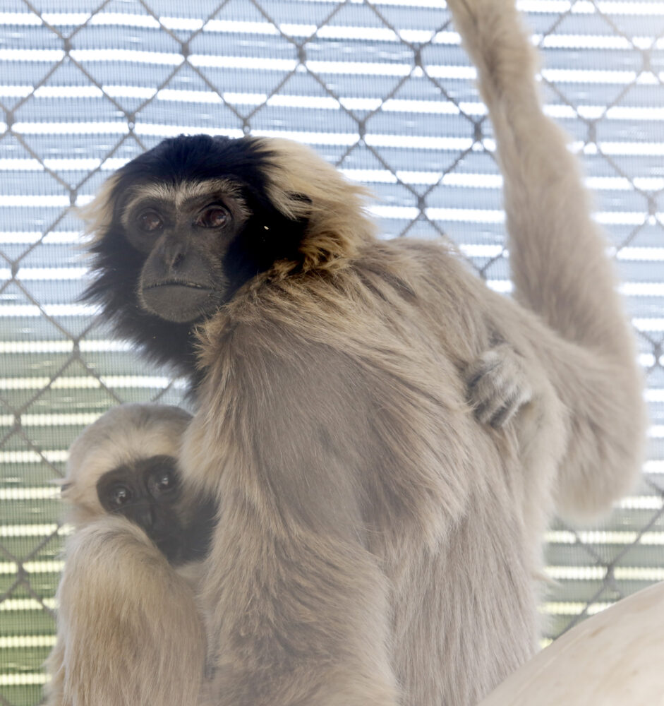 The Gibbon Conservation Center is the only facility in the world to house and successfully breed all four genera of gibbon. SIGNAL FILE PHOTO