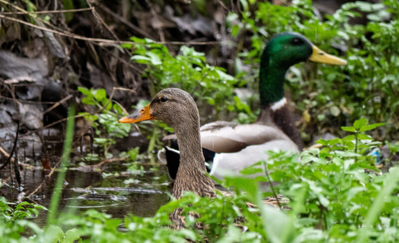 Two ducks swim along the Santa Clara River wash under light rain on Wednesday Dec. 31, 2025. Katherine Quezada/The Signal