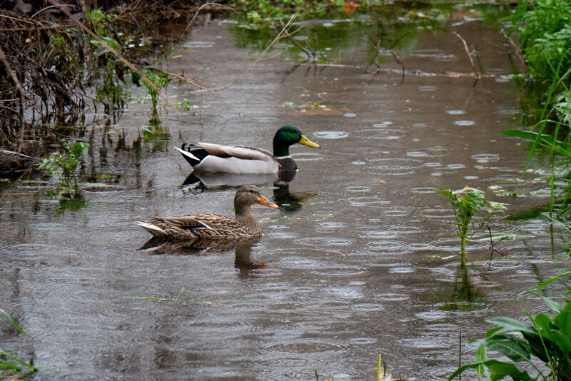Two ducks swim along the Santa Clara River wash under light rain on Wednesday Dec. 31, 2025. Katherine Quezada/The Signal