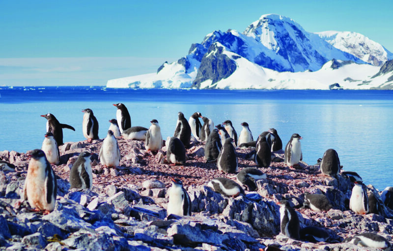 Antarctica is a popular travel destination where you can see amazing glaciers and penguins in the wild. You can also check out the breath-taking Northern lights. Prime travel time is November to March. ©ADOBESTOCK