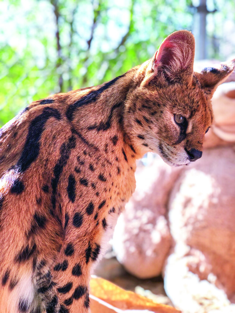 Weekend visitors to Agua Dulce can trade screen time for wild time at Animal Tracks Sanctuary’s Weekend Public Experience. One animal you may see is this serval, which is a small wild cat native to Africa. SIGNAL FILE PHOTO
