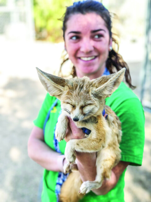 This guy from Animal Tracks Sanctuary is a  fennec, which is a small fox that is also native to Africa. SIGNAL FILE PHOTO 