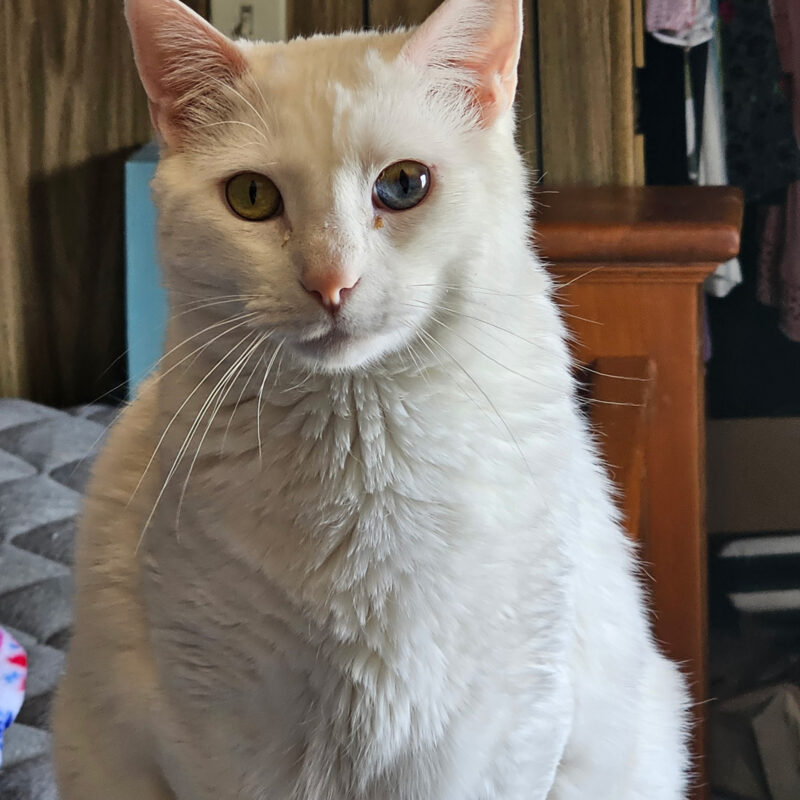 Karole Kopecky's dog and cat were killed in a fire that destroyed her mobile home on Friday, Jan. 9, 2026. Courtesy photo.