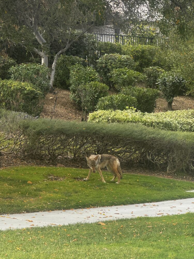 Coyotes are seen out-and-about because of mating season. Signal file photo.