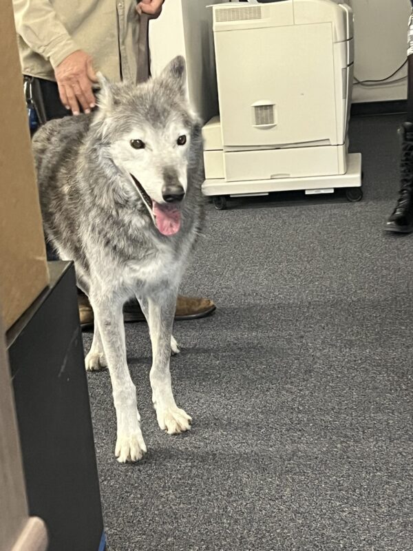 Wahkan roams The Signal offices on Thursday, Feb. 19, 2026. Signal file photo