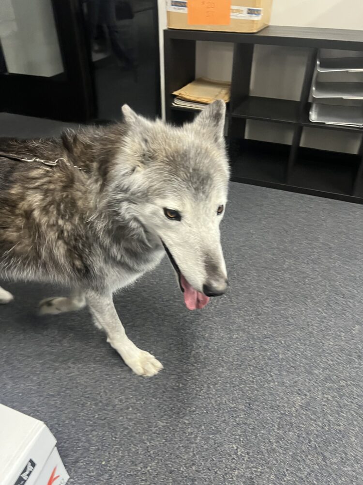 Wahkan roams The Signal offices on Thursday, Feb. 19, 2026. Signal file photo