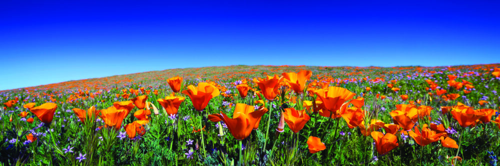 The Antelope Valley California Poppy Reserve has eight miles of trails that wander through gentle rolling hills. ©ADOBESTOCK