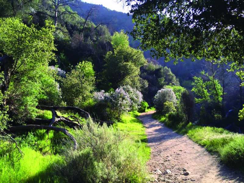 A monthly “Blooms in Season” wildflower walk is held at the Placerita Canyon Nature Center on the fourth Saturday of each month. Meet at 9 a.m. at the center. Photo Friends of Placerita Canyon Nature Center 