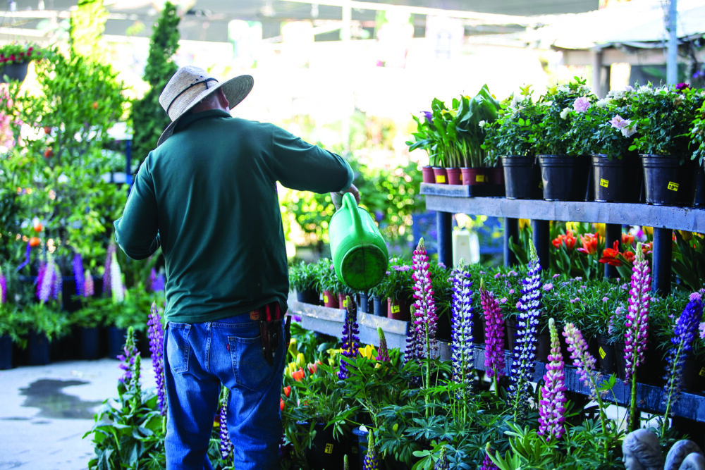John Windsor, a certified California nursery professional at Green Thumb, says that March is all about groundwork — pulling weeds, removing debris and prepping the soil before you plant. PHOTO BY Habeba Mostafa / THE SIGNAL