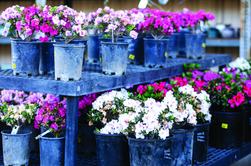 Steven Fulton, founder of the Santa Clarita Native Plant Nursery, recommends that gardeners get out and explore what plants will catch your eye. PHOTO BY Habeba  Mostafa / THE SIGNAL 