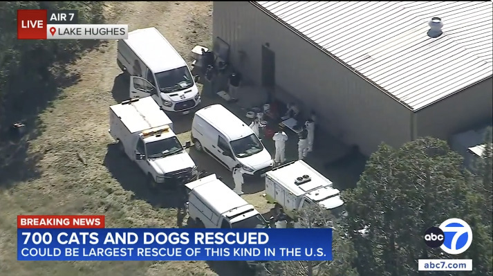 The Los Angeles County Department of Animal Care and Control rescued 400 dogs and 300 cats from a property in Lake Hughes Friday morning, according to a news release from the department. Screenshot from video courtesy of ABC7