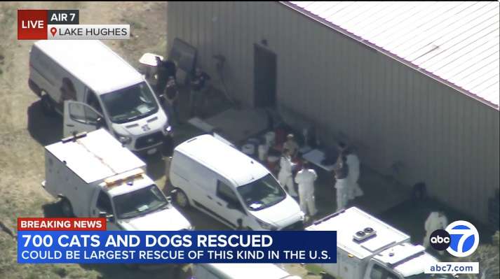 The Los Angeles County Department of Animal Care and Control rescued 400 dogs and 300 cats from a property in Lake Hughes Friday morning, according to a news release from the department.  Screenshot from video courtesy of ABC7