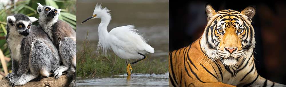 From ring-tailed lemurs at the Wildlife Learning Center (Courtesy Photo) to the snowy egret at the El Dorado Nature Center (Courtesy Photo) to Shambala Preserve (©AdobeStock) there are plenty of places to visit and learn about nature.