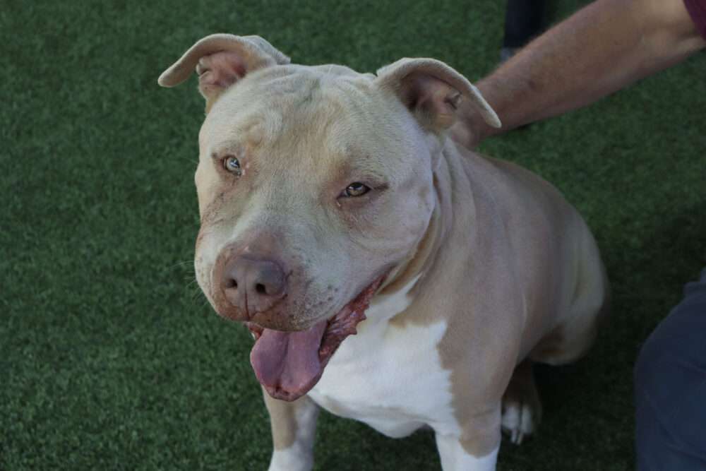Read more about the article City, deputies promote local shelter dogs as Lake Hughes animals flood system 
