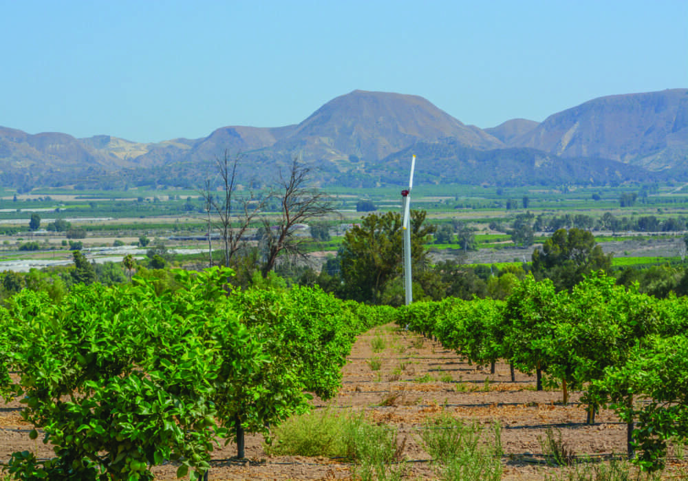 Citrus tree orchards dot the landscape in Fillmore along California Highway 126. ©ADOBESTOCK
