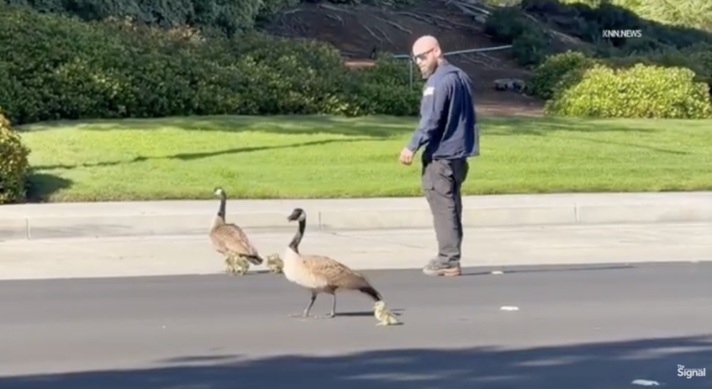 Traffic briefly stopped along a major Santa Clarita roadway on Tuesday after a family of geese attempted to cross all six lanes, prompting a bystander to step in and guide them to safety. Screenshot from video by Austin Dave of KNN/For The Signal