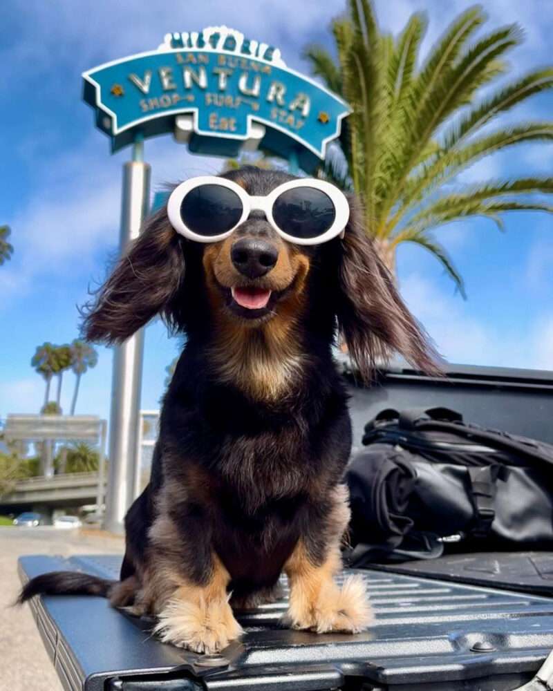 Dozens of dachshunds, corgis, and small dogs will race along the Ventura Harbor waterfront on April 18 as the viral pup Rowdy Dachshund, a professional skateboarding dog and champion racer with over 304,000 Instagram followers, hosts “Short Dawgs in Da House” for the first time ever. Courtesy photo.