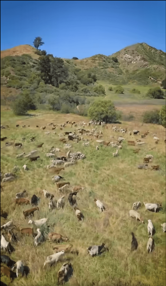 Read more about the article City brings goats in to help fire prevention 