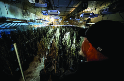 Oklahoma drug enforcement agent Mike Garcia looks over rows of marijuana plants at an illegal grow facility in Ponca City, Okla, on Dec. 22, 2025. Photo by Allan Stein.