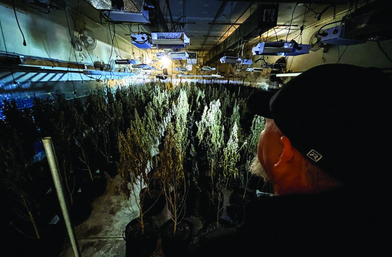 Read more about the article 51 indicted over marijuana grow operations in Oklahoma 
