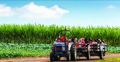 Hana Field in Costa Mesa is a seasonal farm stop to pick sunflowers and strawberries. Visit the barnyard and enjoy a day at the farm. PHOTO COURTESY TANAKA FARMS