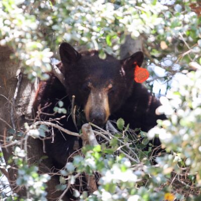 A bear is seen hanging in a tree in the area of Lost Canyon Road and Sand Canyon Road, Thursday, May 14, 2026. Habeba Mostafa/The Signal