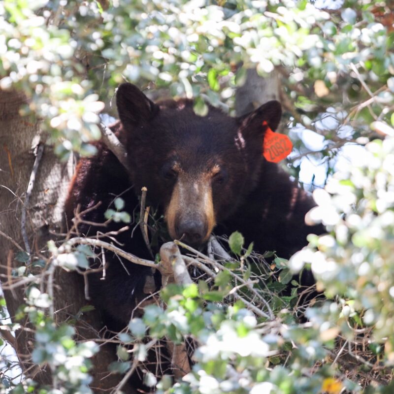A bear is seen hanging in a tree in the area of Lost Canyon Road and Sand Canyon Road, Thursday, May 14, 2026. Habeba Mostafa/The Signal