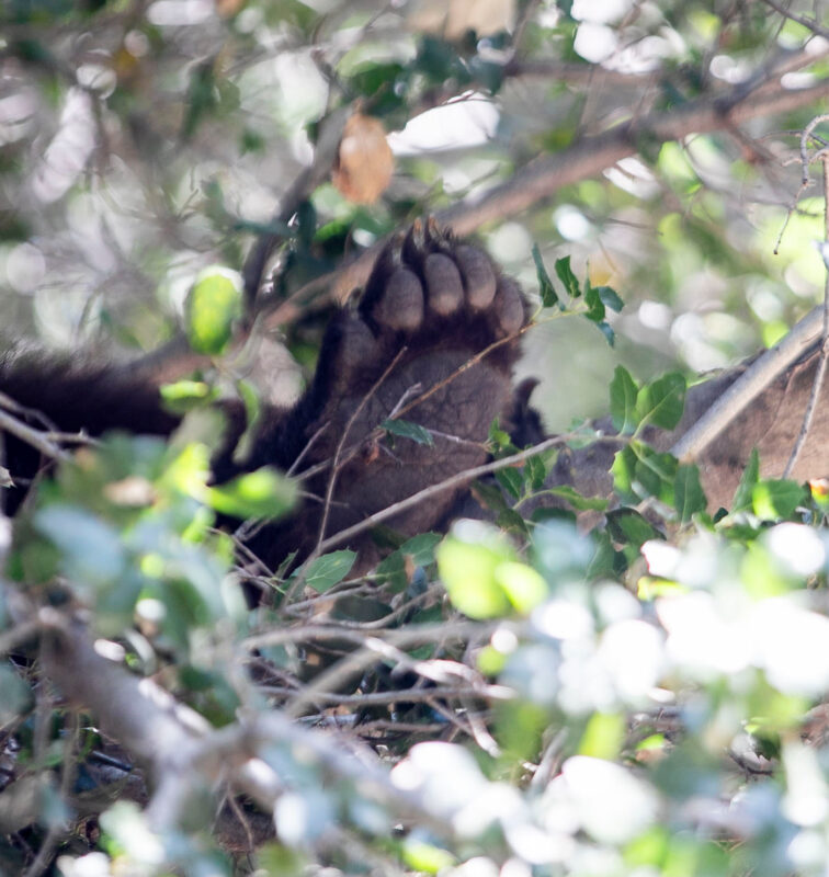 The bear's paw is photographed at a residence in the Lost Canyon Road and Sand Canyon Road, Thursday, May 14, 2026. Habeba Mostafa/The Signal