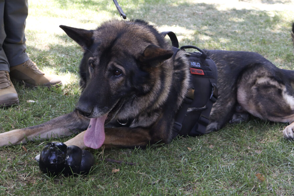 Read more about the article Retired K-9 visits Hart Park  
