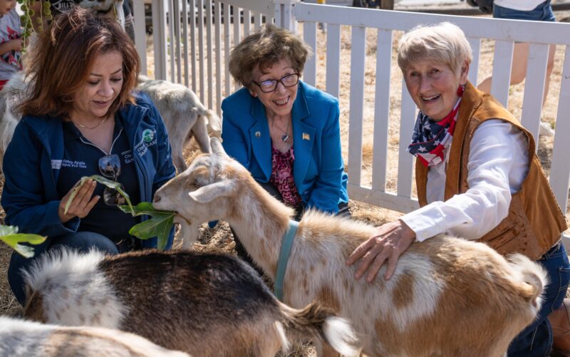 From left: City of Santa Clarita Mayor Pro Tem Patsy Ayala, councilwoman Marsah McLean and Mayor Laurene Weste interact with goats that aid in fire prevention during the city’s Fire press conference on Saturday June 27, 2026. Katherine Quezada/The Signal