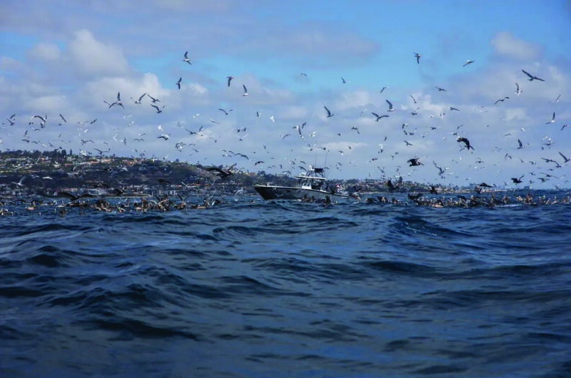 Birds surround a fisherman’s boat near the coast of La Jolla in San Diego on May 26, 2026. Photo by Adriana Heldiz, CalMatters