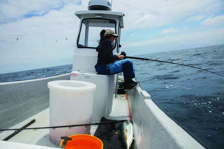 Deckhand Destiny Louise Silva works to reel in a yellowtail while fishing near the coast of La Jolla in San Diego on May 26, 2026. Photo by Adriana Heldiz, CalMatters