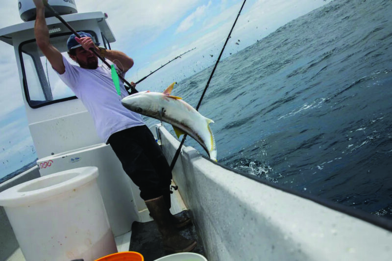 Fisherman Shane Volberding pulls a yellowtail onto his boat near the coast of La Jolla in San Diego on May 26, 2026. Photo by Adriana Heldiz, CalMatters