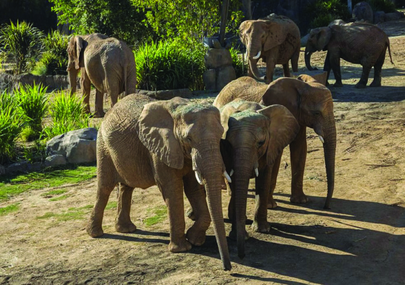 The Denny Sanford Elephant Valley at the San Diego Zoo Safari Park in Escondido is a 13-acre immersive habitat featuring winding pathways that bring guests close to the herd. Photo San Diego Zoo Safari Park.