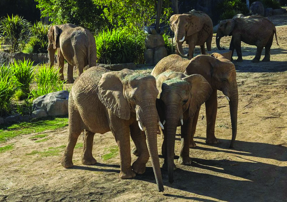 The Denny Sanford Elephant Valley at the San Diego Zoo Safari Park in Escondido is a 13-acre immersive habitat featuring winding pathways that bring guests close to the herd. Photo San Diego Zoo Safari Park.