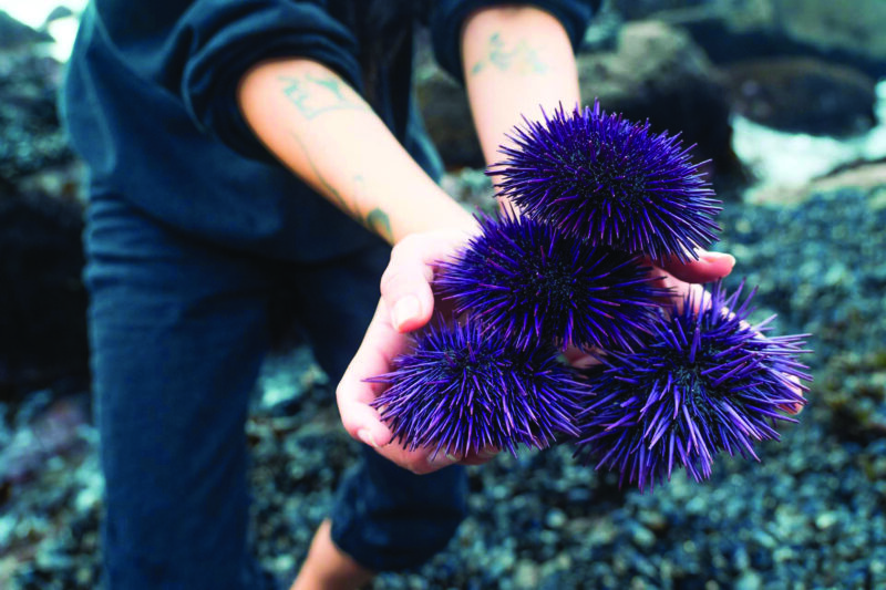 All you need is a fishing license to harvest purple sea urchins from beaches in Northern California and enjoy the uni. Photo Courtesy Flora & Fungi Wild Food Adventures.
