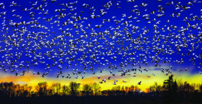 “Snow Geese at Sunset” by Jerry Cowart.